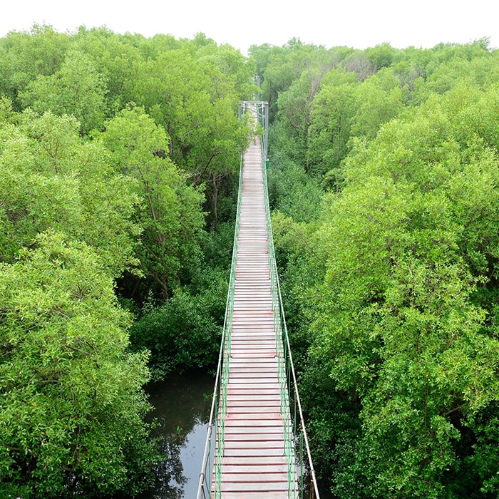 bridge through trees