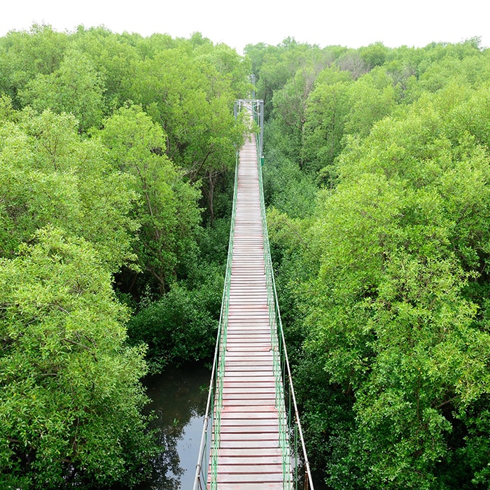 bridge path way