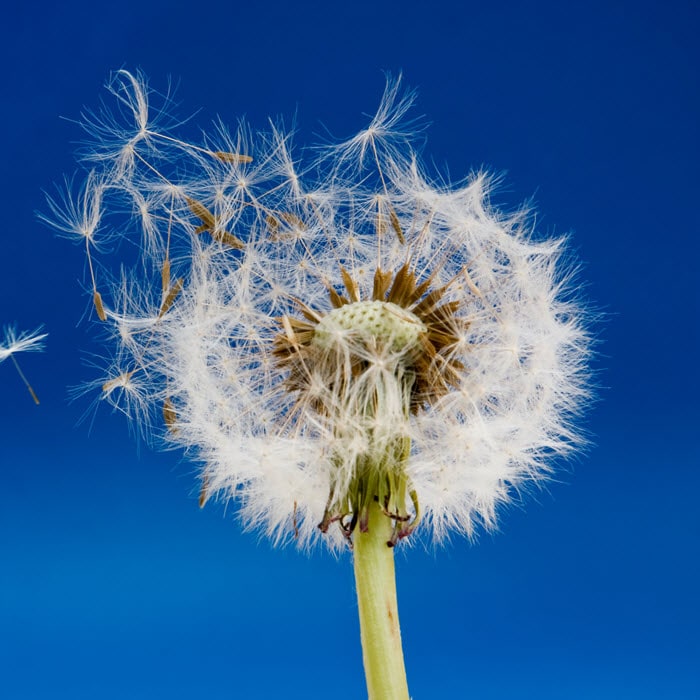 dandelion flower