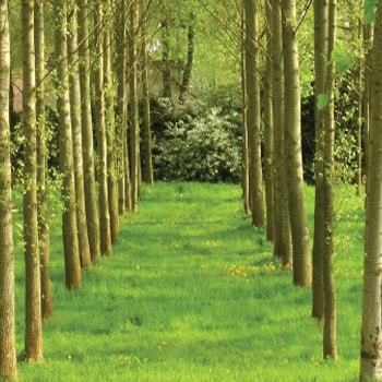 row of trees