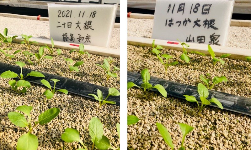 DTFA福島社長と山田CHROの植えた野菜の種が芽を出し育つ様子