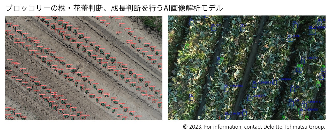 ブロッコリーの株・花蕾判断、成長判断を行うAI画像解析モデル