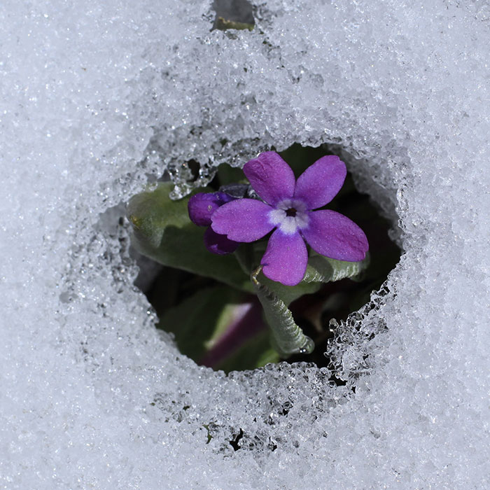 purple flower in ice