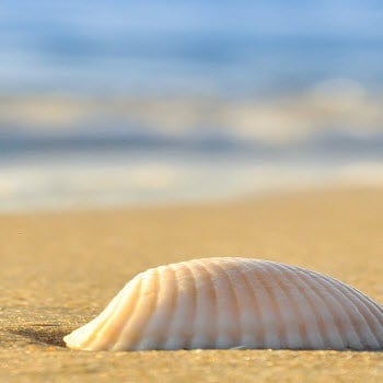 beach shell
