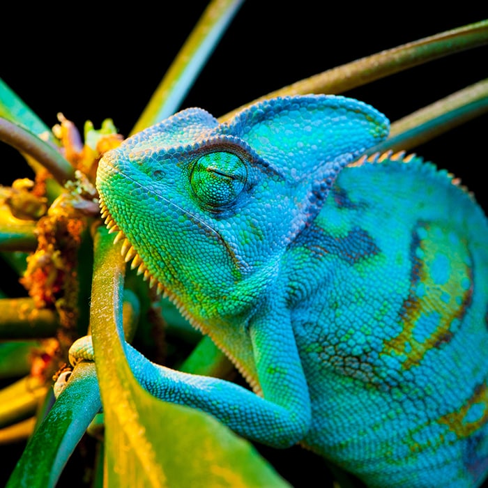 blue spotted lizard on branch