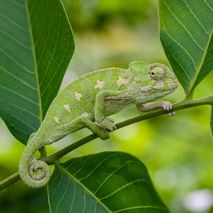 green lizard on branch with leaves