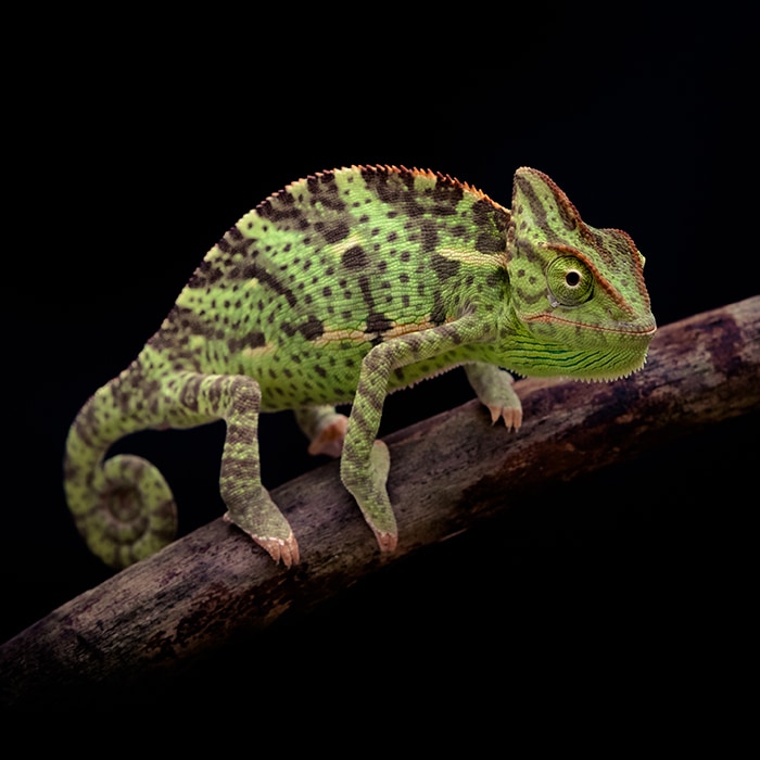 green spotted lizard on branch