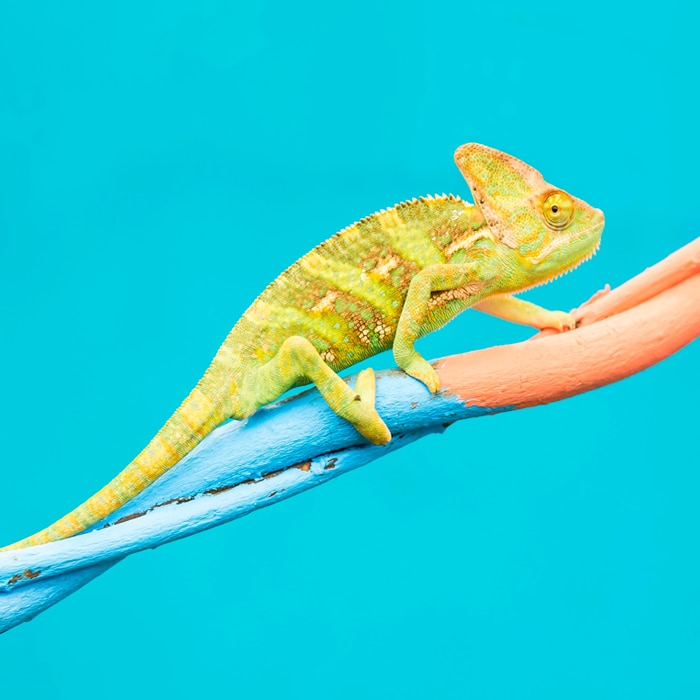 green lizard on bright blue background