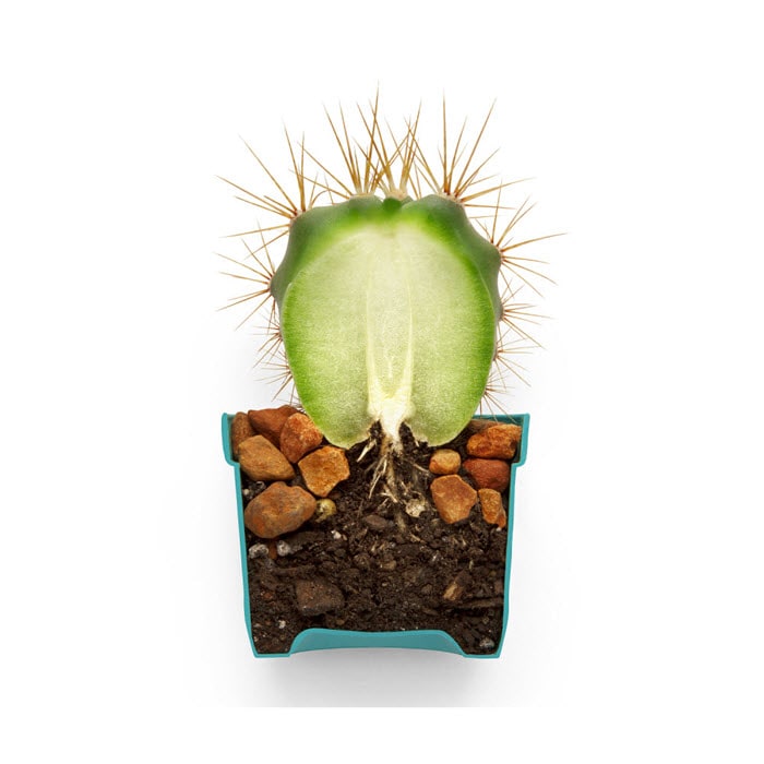 Cactus growing in a pot