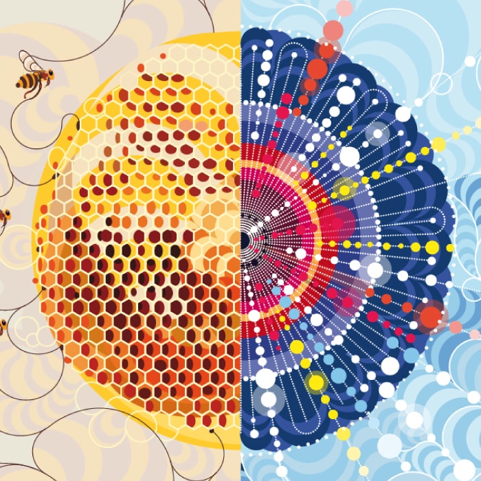 honeycomb illustration 