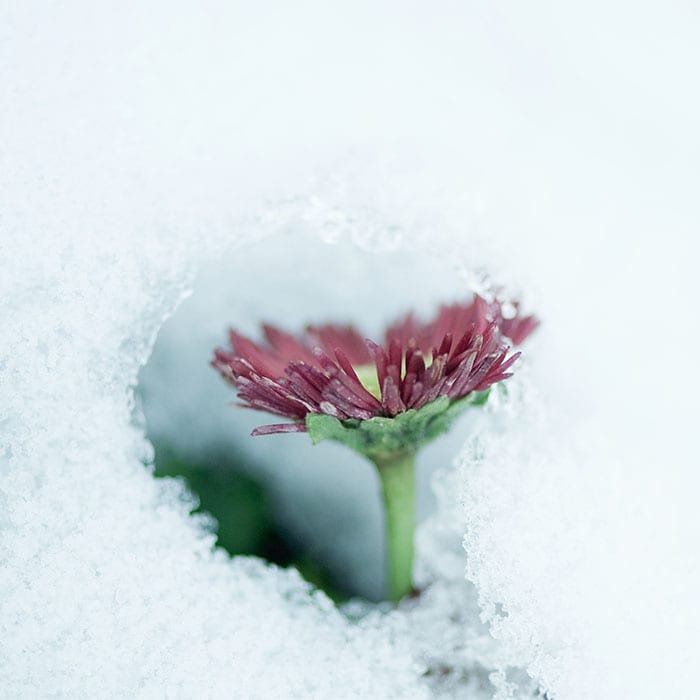 red flower on ice