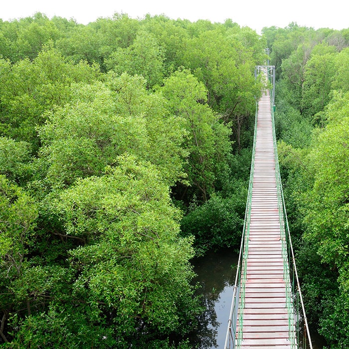 wooden bridge in between the trees