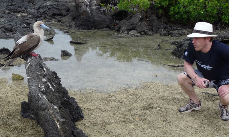 Admirant de près le fou à pieds rouges aux îles Galápagos