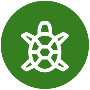 turtle-icon