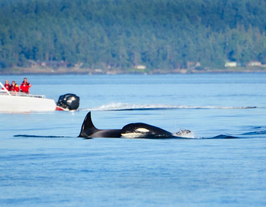 A whale breaks the surface of the water with a boat and team of researchers in bright red jackets in the background