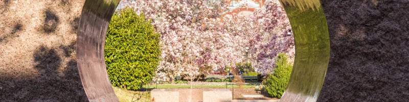 Window view of garden