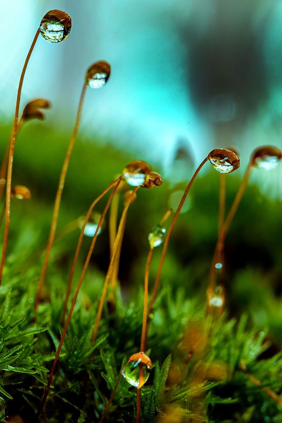 Close-up portrait of water droplets on lichen seedlings