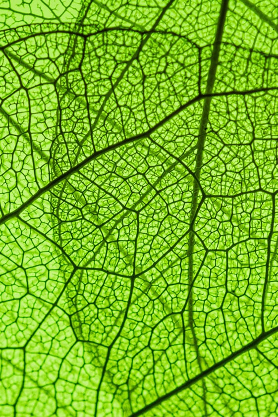 Close-up portrait of green leaf veins against the sunlight