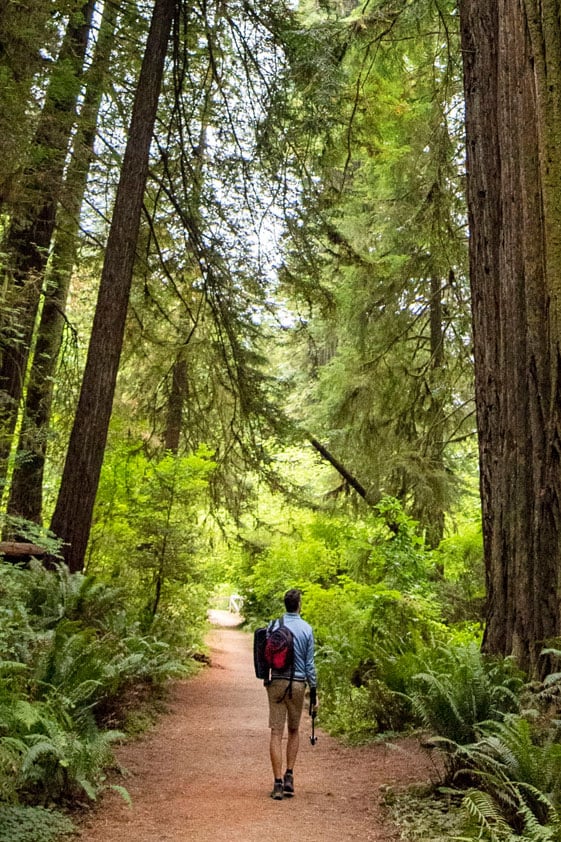Man walking alone along fern-lined path in redwood forest